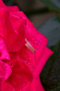 Drops shell dew