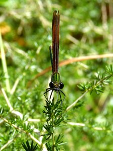 Calopteryx haemorrhoidalis iridescent front view