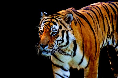 Beautiful dangerous big cat photo