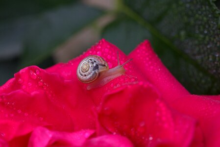 Drops shell dew