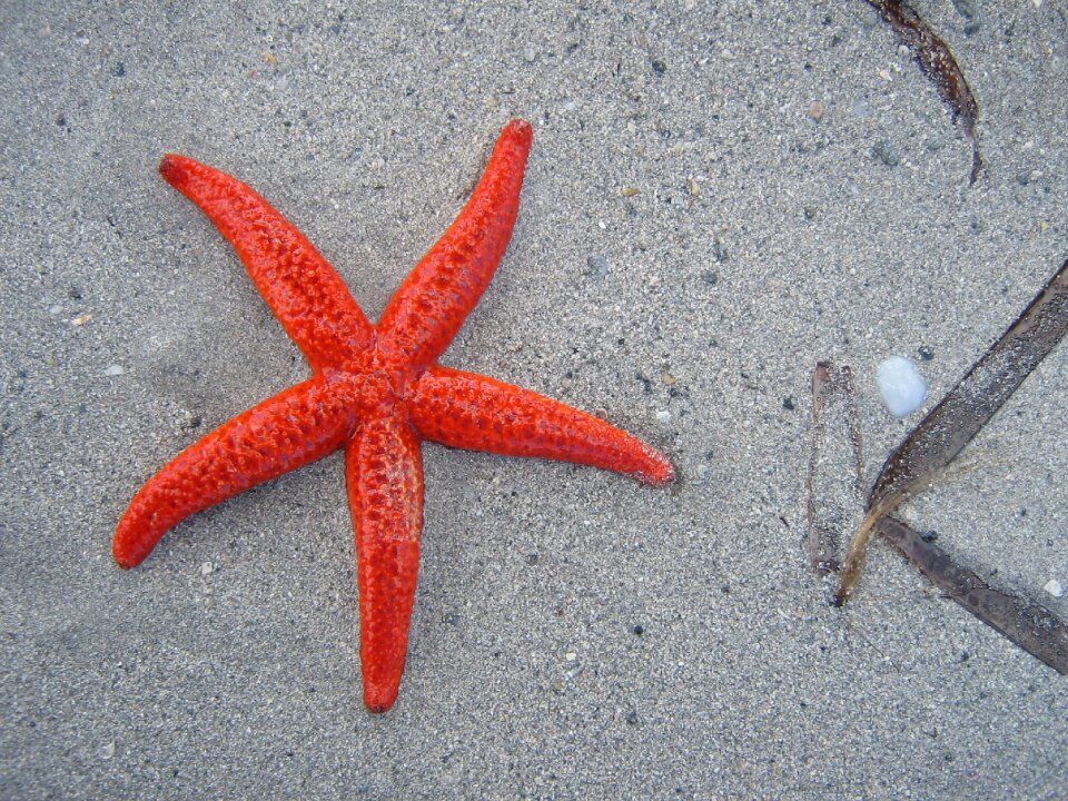 Sea marine life red photo