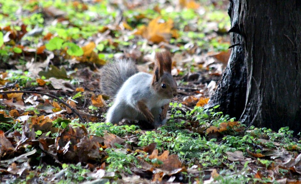 Alertness curious closeup