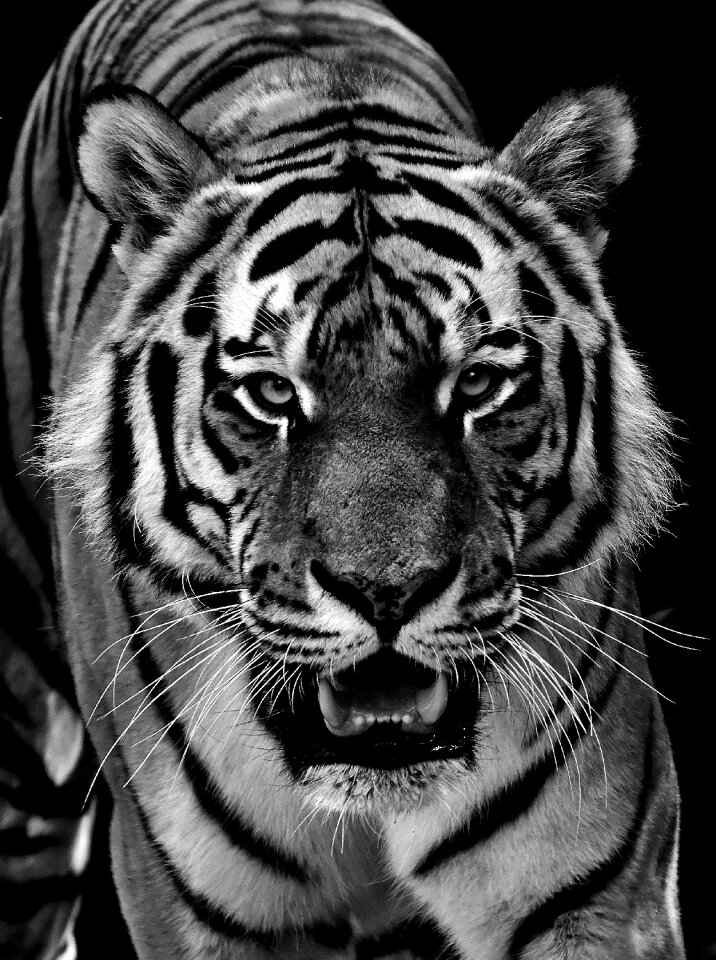 Black and white beautiful dangerous