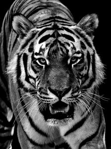 Black and white beautiful dangerous