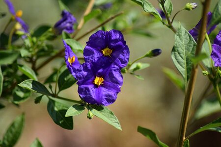 Spring blue petal purple photo