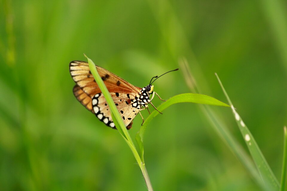Acraea wildlife wild