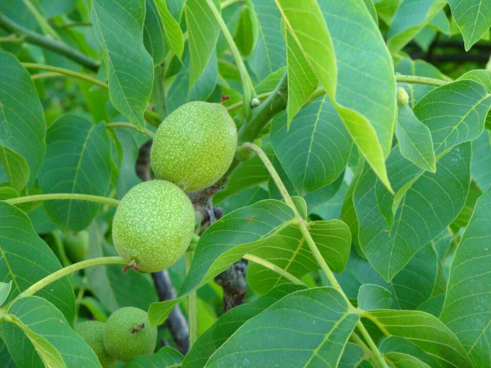 Tree leaves green