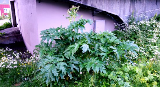 DSC00664a 