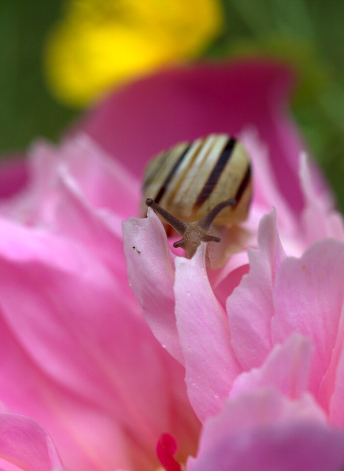 My saturday flower pink