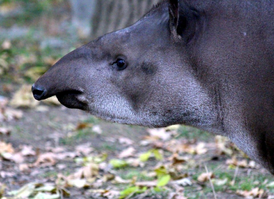 Ovis russian animal animal