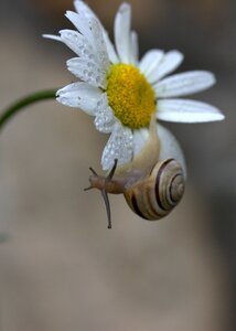 Shell flower dew