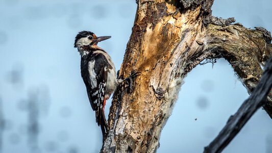 Beak nature great spotted woodpecker photo