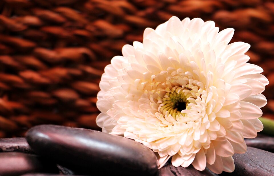Bloom composites white