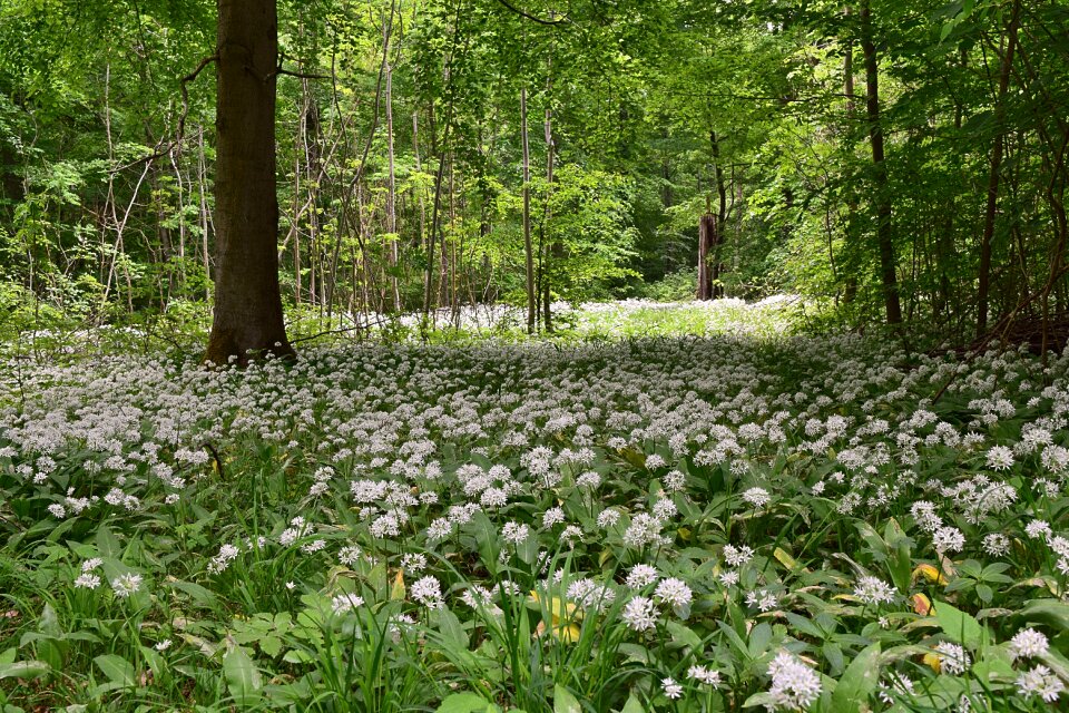 Spring culinary herbs deciduous forest