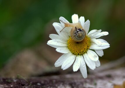Shell flower dew
