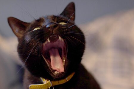 Cat black fierce