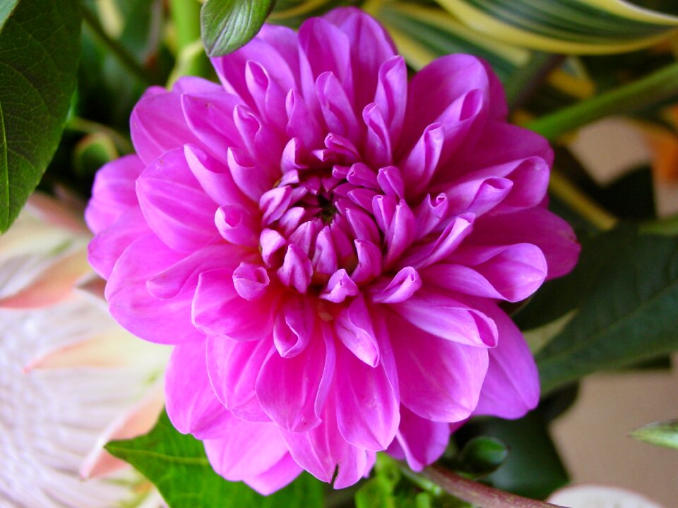 Summer blossom nature