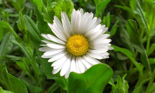 Nature flower closeup