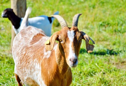 Goat buck livestock animal