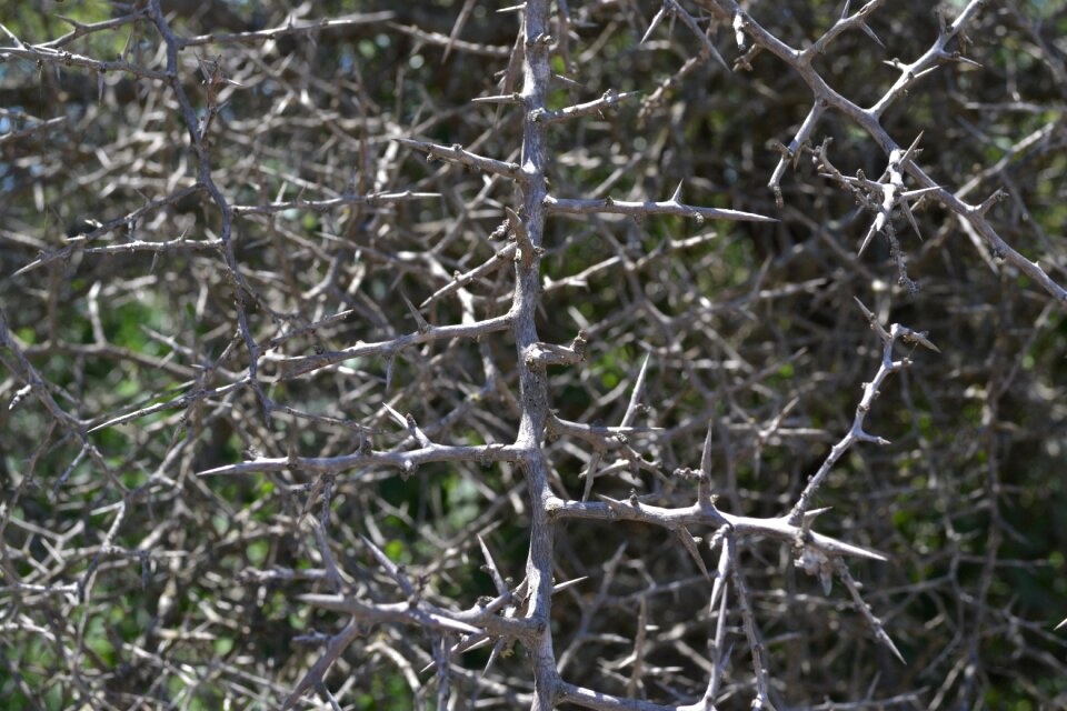 Thorny branches tree