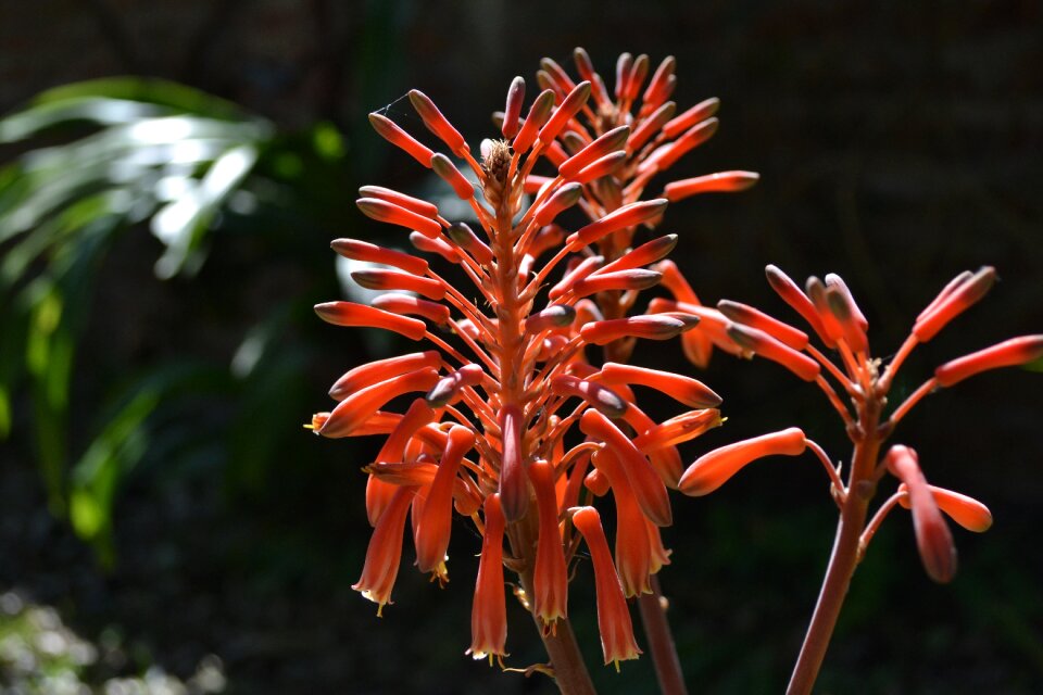 Sun flower red