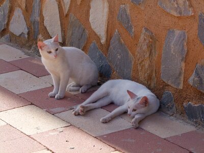 Portrait domestic cat hybrid photo