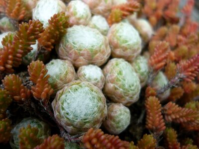 Spun leaf-rosette rock garden-plant