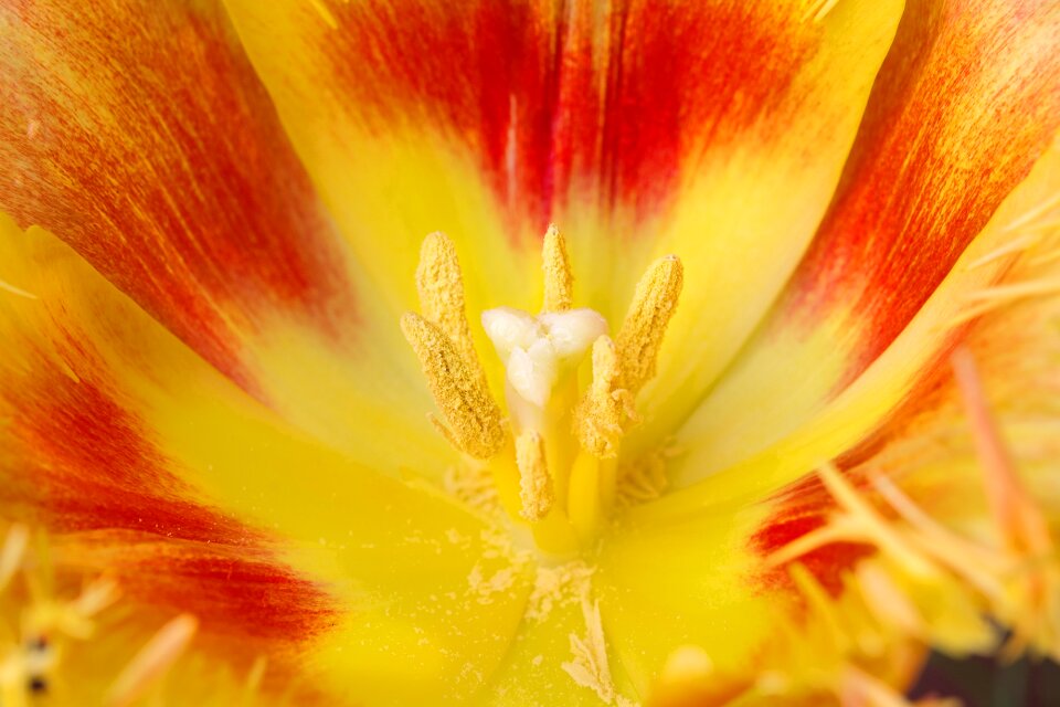 Petals stamp spring flower