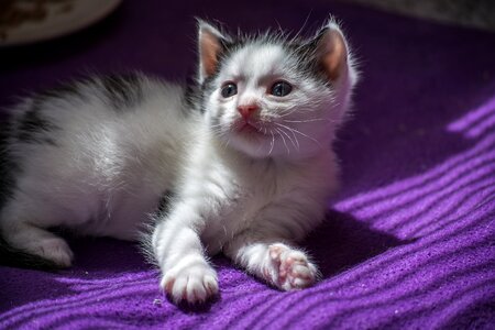 Young cat cat snuggle photo