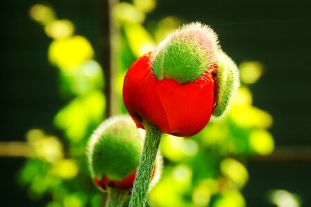 Bloom spring hollyhock