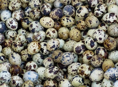 Farmers local market oval quail eggs