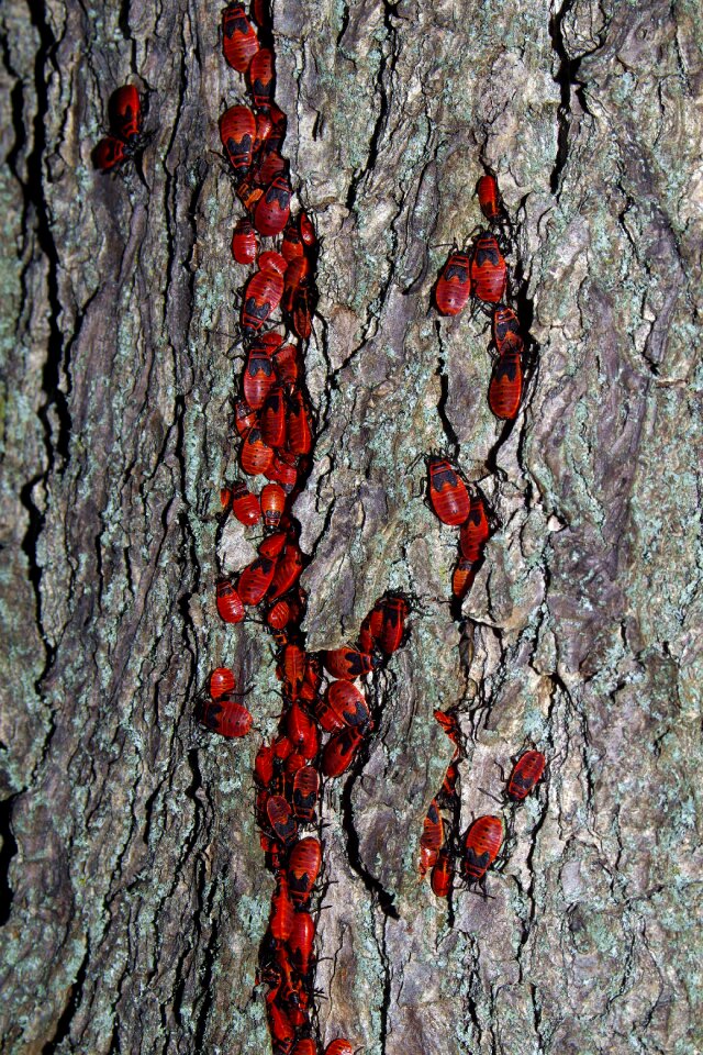 Cemetery tree the bark