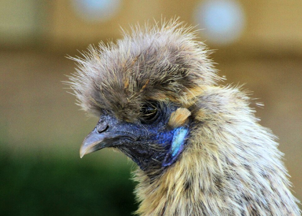 Chicken them zijdehoen