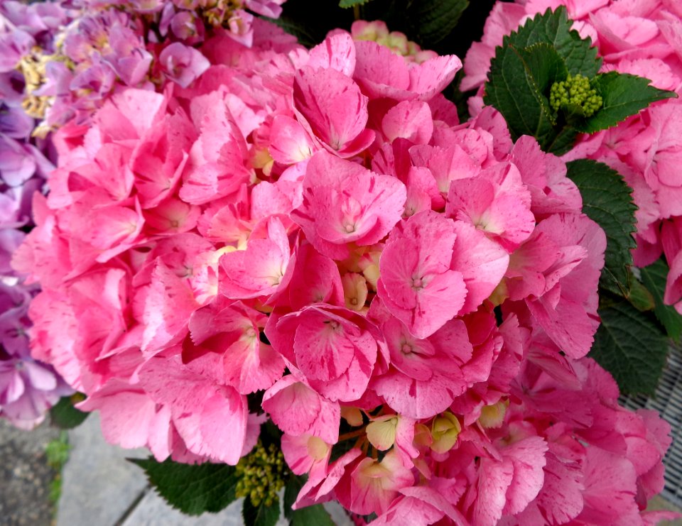 DSC09001b 