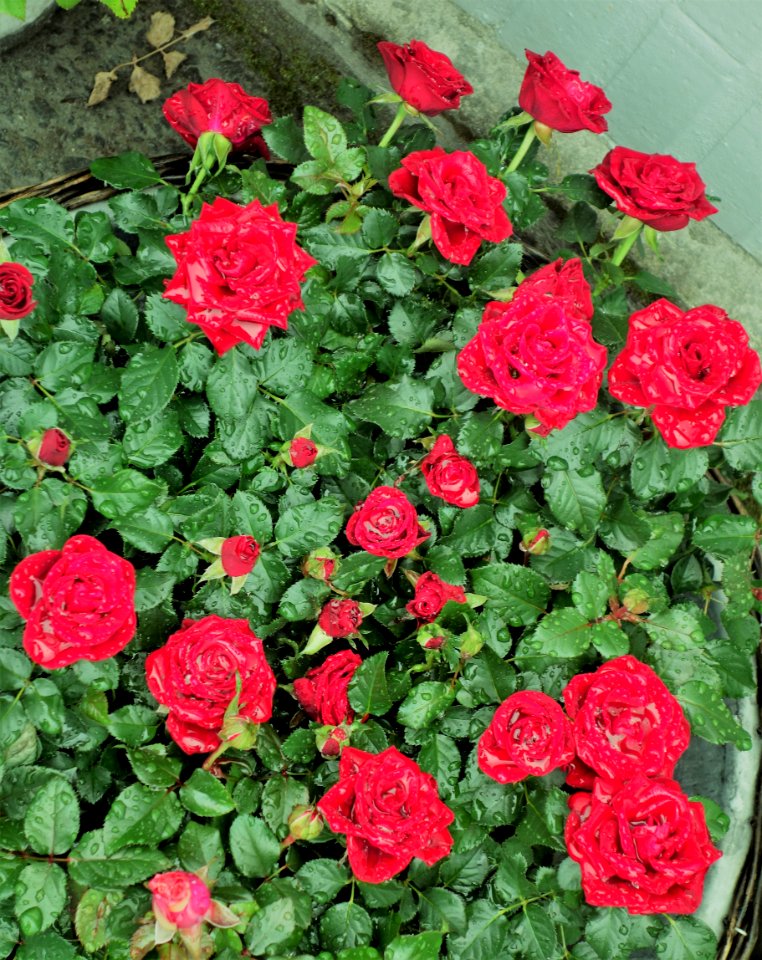 DSC09001 