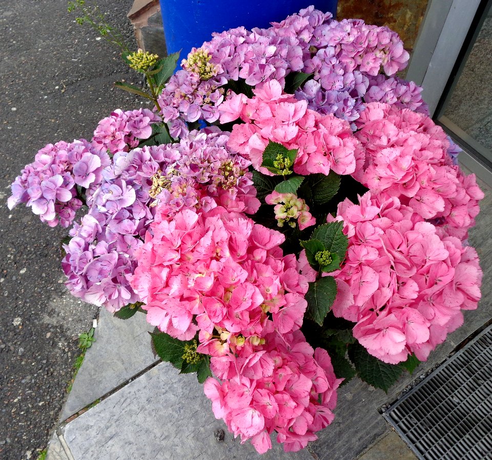 DSC09001a 