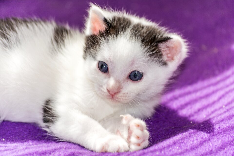 Young cat cat snuggle