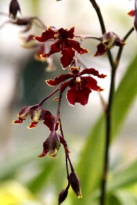 Blossom plant nature