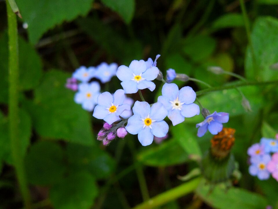 Blue flower blossom