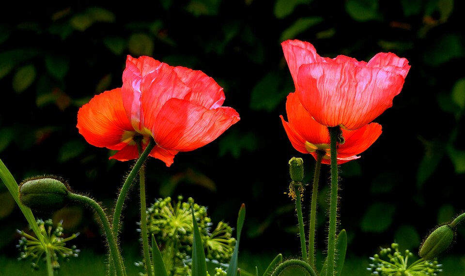 Poppy flower flower klatschmohn photo
