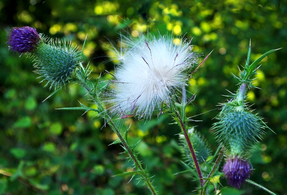 Green plant meadow