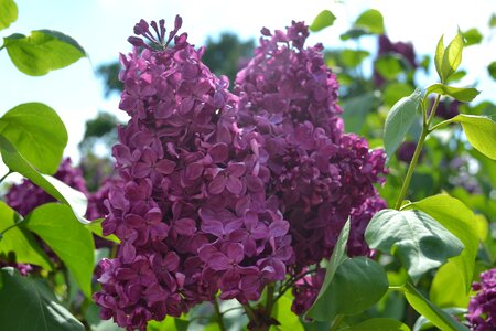 Spring purple purple flowers