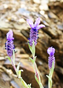 Bloom aromatic plants lavender flower photo