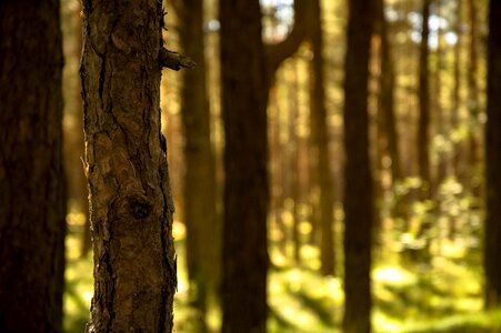 Pine bark pines trees photo