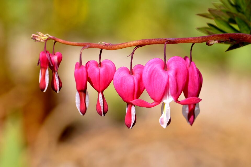 Background close up pink flower