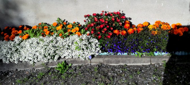DSC08445b 