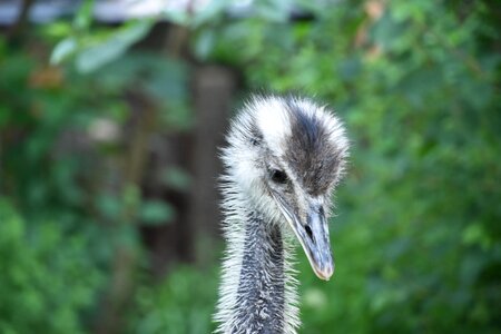 Bow animal rhea photo