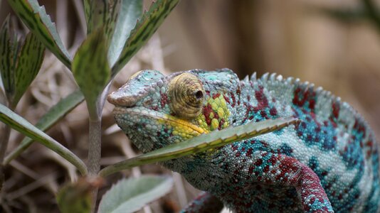 Zoo chameleon nature