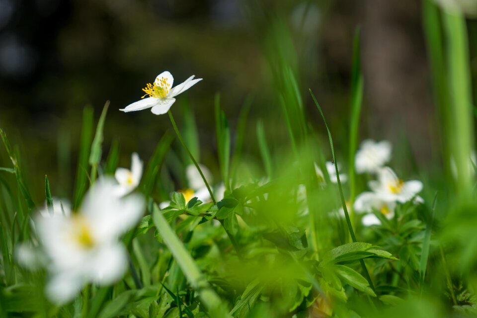 Desktop background screen background plant
