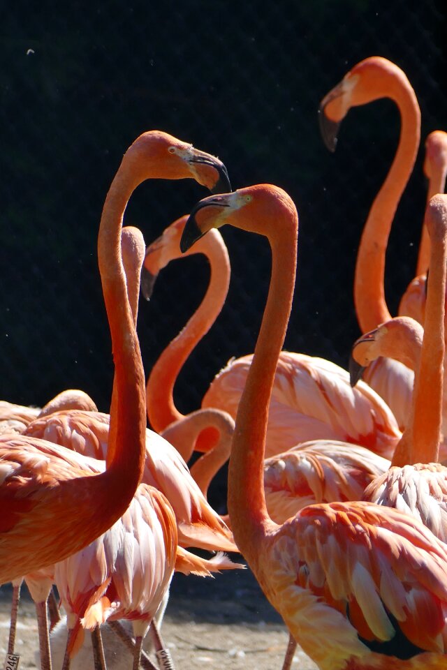 Bird animal nature